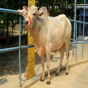 Male - Bull (ষাঁড়)